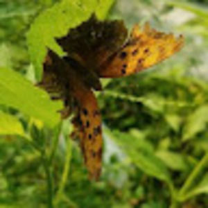 Meet your Posher, Rhonda